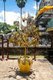 Thailand: Gold Bo tree at Wat Chedi Liem, Wiang Kum Kam, Chiang Mai